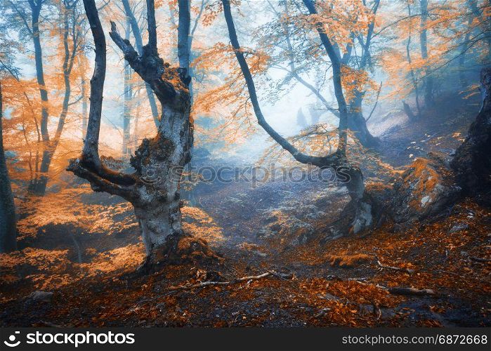Autumn foggy forest. Mystical autumn forest in fog in the morning. Old Tree. Landscape with trees, colorful orange leaves and fog. Nature. Enchanted foggy forest with magical atmosphere. Fall colors. Mystical autumn forest in fog in the morning. Old Tree