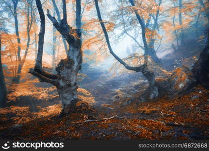 Autumn foggy forest. Mystical autumn forest in fog in the morning. Old Tree. Landscape with trees, colorful orange leaves and fog. Nature. Enchanted foggy forest with magical atmosphere. Fall colors. Mystical autumn forest in fog in the morning. Old Tree