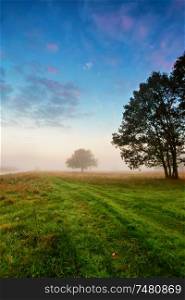autumn foggy morning. Autumn scene on a meadow with oak trees.
