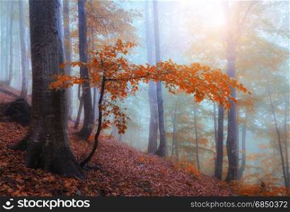 Autumn foggy sunny forest. Fall colors red and yellow wood