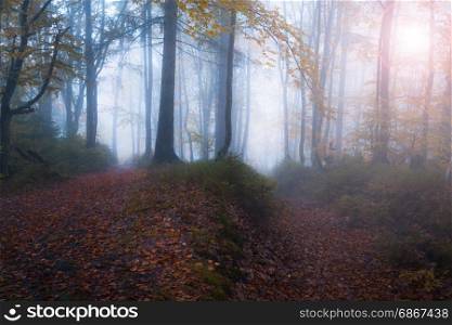Autumn foggy sunny forest. Fall colors red and yellow wood