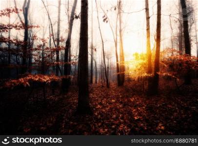 Autumn foggy sunrise in the forest