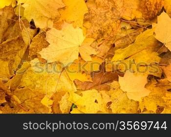 autumn foliage background