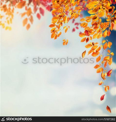 Autumn foliage background with brunches and falling tree leaves at sky with bokeh, square