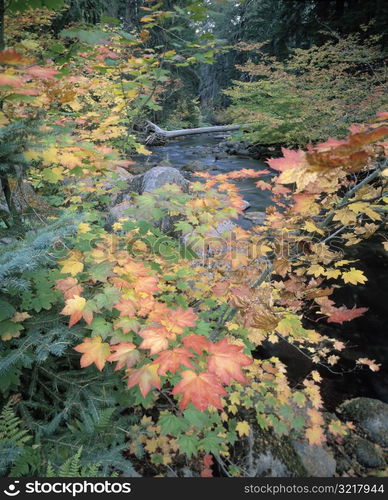 Autumn Foliage by a Forest Stream