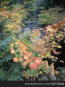 Autumn Foliage by a Forest Stream