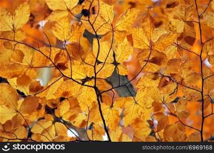 Autumn foliage. Composition of nature.