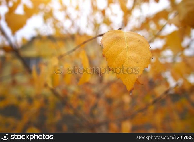 Autumn foliage of a birch. Composition of nature.