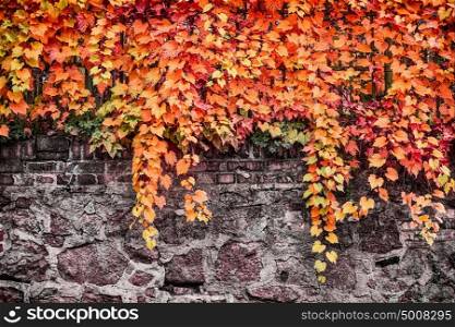 Autumn foliage of wild grape on stone wall or fence, outdoor nature background, landscaping