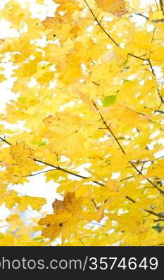 autumn foliage on a white sky