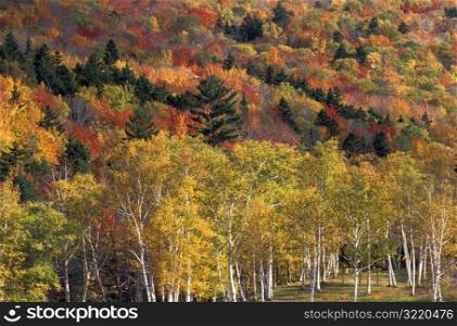 Autumn Foliage on Aspens and Pines