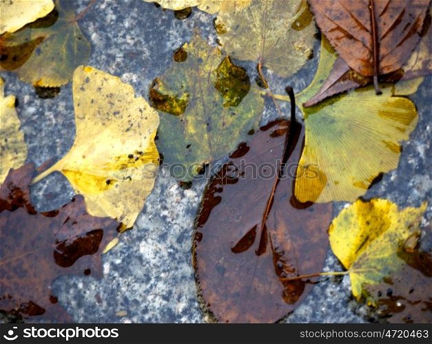 Autumn foliage wet. wet, colorful autumn leaves