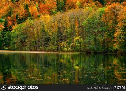 Autumn Foliage. Yellow forest, Bateti lake reflection landscape, Georgia