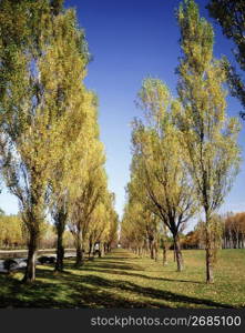 Autumn forest