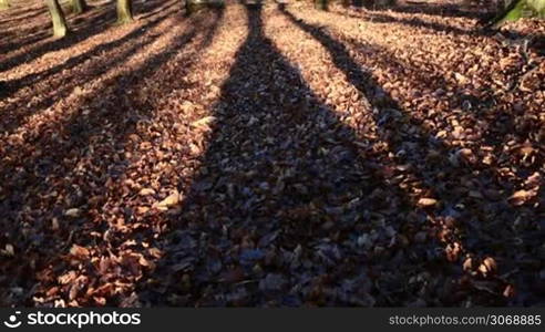 Autumn forest