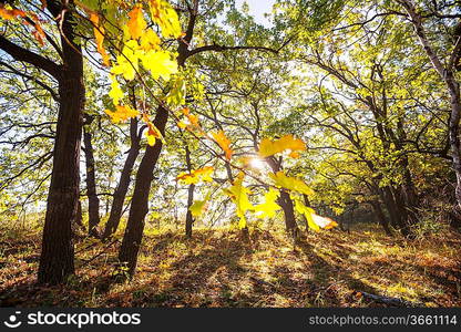 Autumn forest