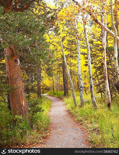 Autumn forest