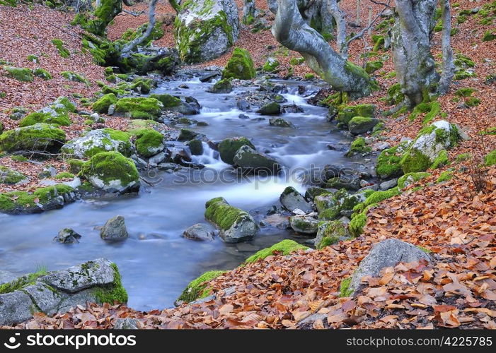 Autumn forest.