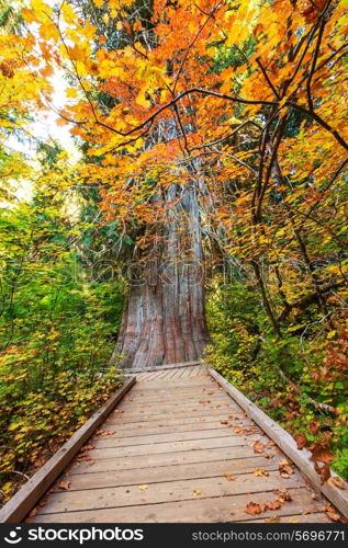 autumn forest