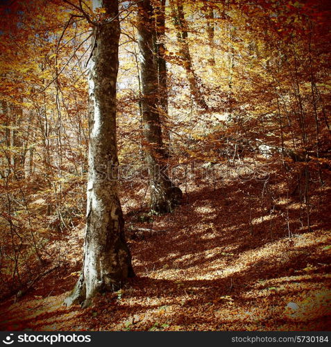 autumn forest