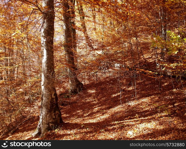 autumn forest