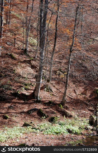 autumn forest