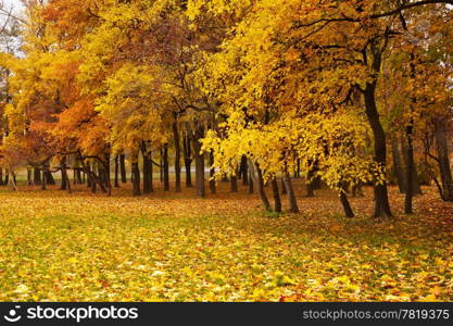 autumn forest