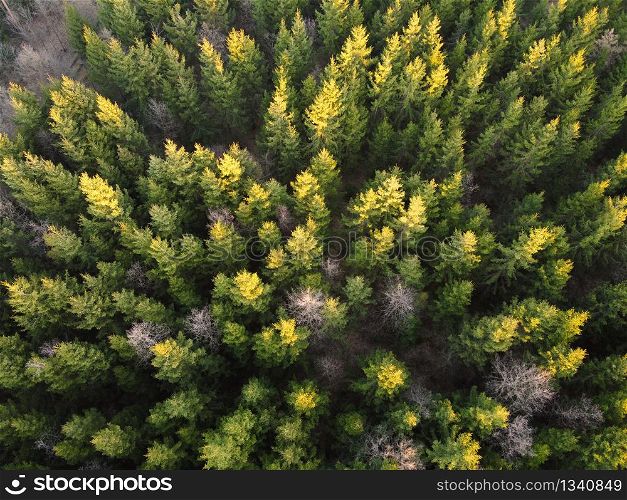 Autumn forest aerial view from above during sunset. Autumn forest aerial view from above