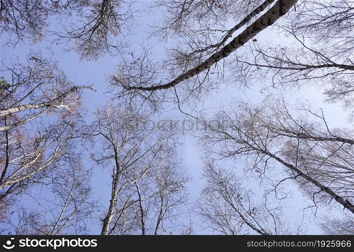 Autumn forest against blue sky
