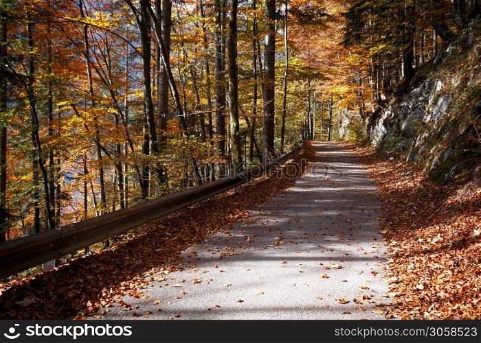 autumn forest and autumn foliage on the road. beautiful landscape
