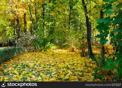 autumn forest and fallen yellow leaves