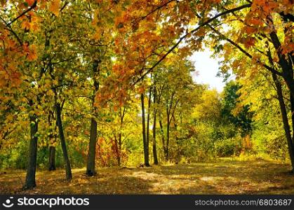 autumn forest and fallen yellow leaves