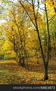 Autumn forest and fallen yellow leaves