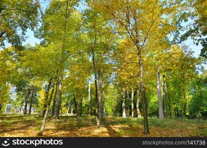 Autumn forest and fallen yellow leaves. A bright sunny day.