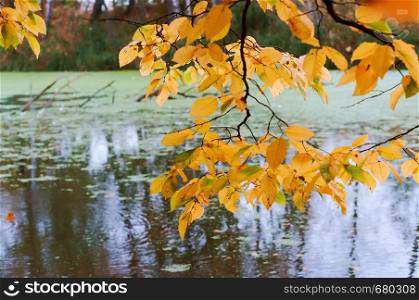 autumn forest and lake, branch with yellow leaves over the pond. branch with yellow leaves over the pond, autumn forest and lake