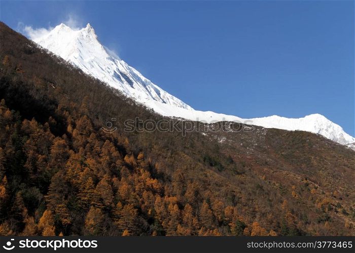 Autumn forest and snow top of Manaslu in Nepal