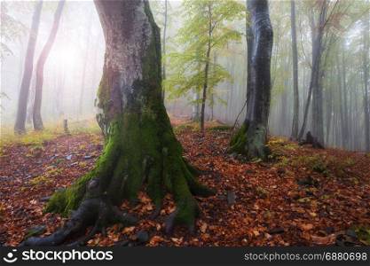 Autumn forest at foggy sunny morning