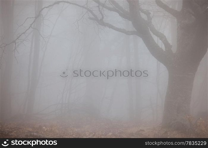 Autumn forest at foggy weather