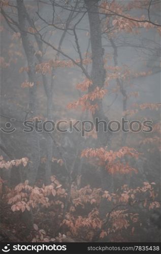 Autumn forest at foggy weather