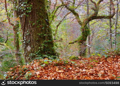 Autumn forest at Mata da Albergaria, Geres National Park, Portugal