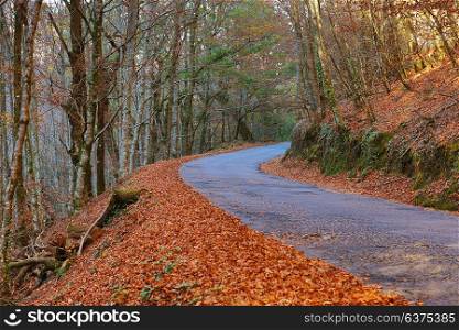 Autumn forest at Mata da Albergaria, Geres National Park, Portugal
