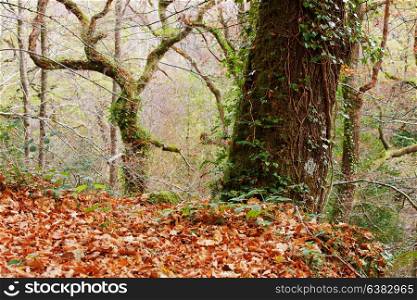 Autumn forest at Mata da Albergaria, Geres National Park, Portugal