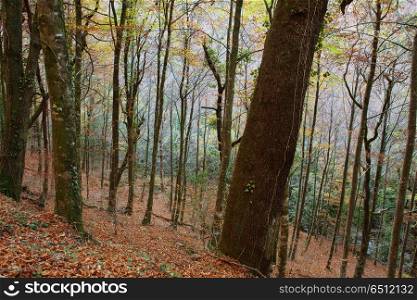 Autumn forest at Mata da Albergaria, Geres National Park, Portugal. Autumn