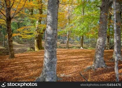 Autumn forest at Mata da Albergaria, Geres National Park, Portugal. Autumn forest