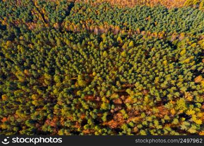 Autumn forest at morning aerial view