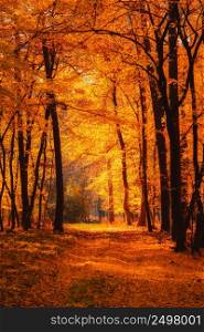 Autumn forest at warm fall day sun shining through golden foliage.
