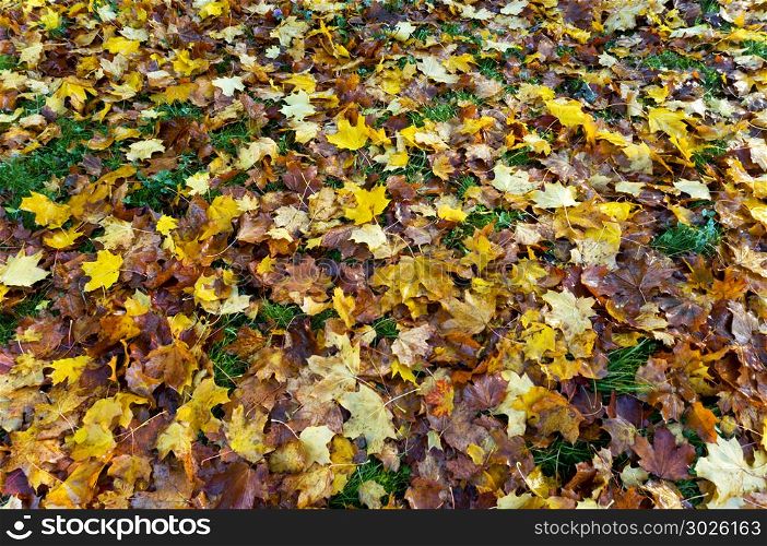 autumn forest, autumn in the Park, yellow and red leaves on trees in autumn. autumn in the Park, autumn forest, yellow and red leaves on trees in autumn