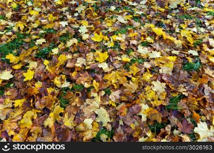 autumn forest, autumn in the Park, yellow and red leaves on trees in autumn. autumn in the Park, autumn forest, yellow and red leaves on trees in autumn