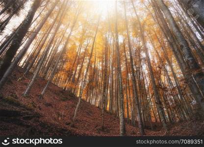 Autumn forest background. Forest landscape with the trees in the golden colors of fall. Sunny day of autumn in the woods, near Fussen, Germany.