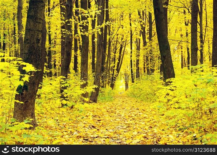 autumn forest background in a sunny day